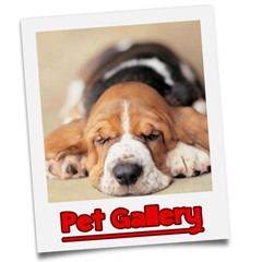 pet-gallery-juniorclub-button