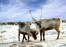 reindeer1-sweden