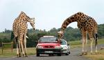 west-mids-safari