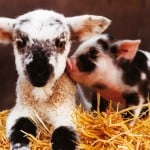 whitehousefarmcentrecouk