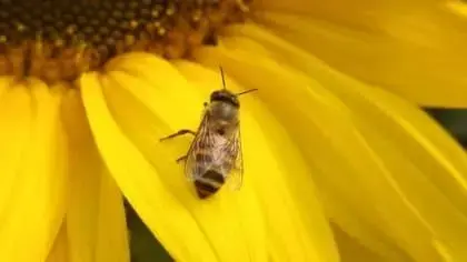 Why we need bees and the flesh-eating shark that lives for 500 years!