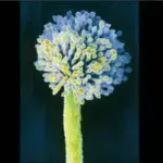 Aspergillus