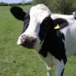 Cow 1