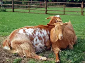 Goat Hackney
