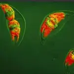 Pyrocystis