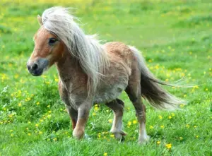Shetland Pony