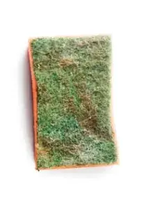 Sponge
