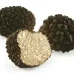 Tuber