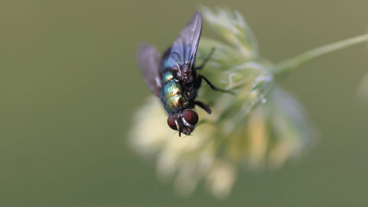 What happens when I swallow a fly? Fun Kids the UK's children's radio station