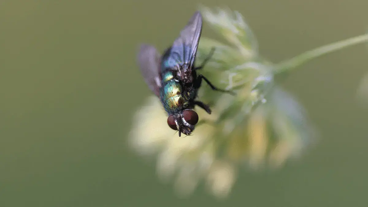 What happens when I swallow a fly?