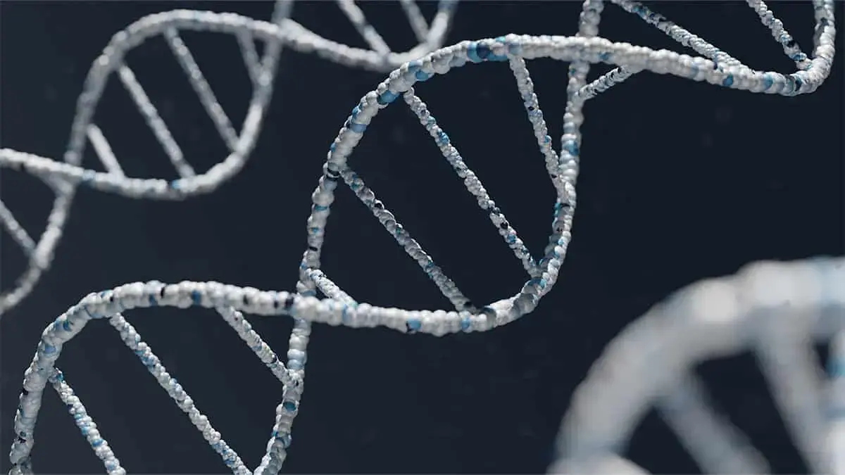 Understanding DNA