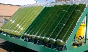 algae-fuel