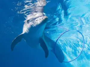 dolphin
