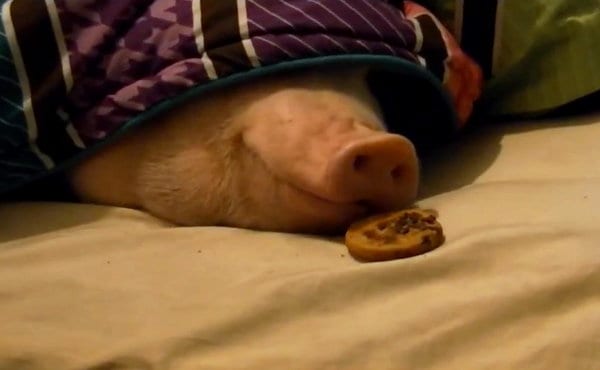 Watch sleeping pig wake up for a cookie! - Fun Kids - the UK's children ...
