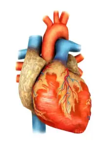 front-view-of-human-heart-stocktrek-images