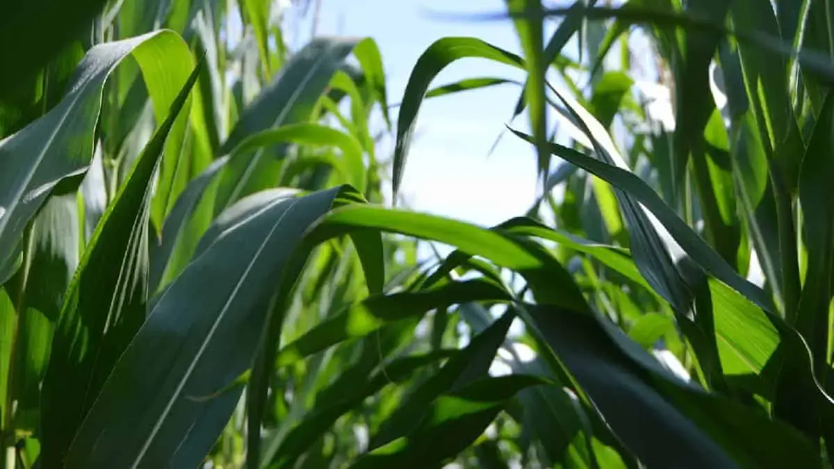 Biomass: Energy Source Fact File!