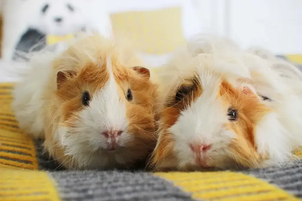 guinea5