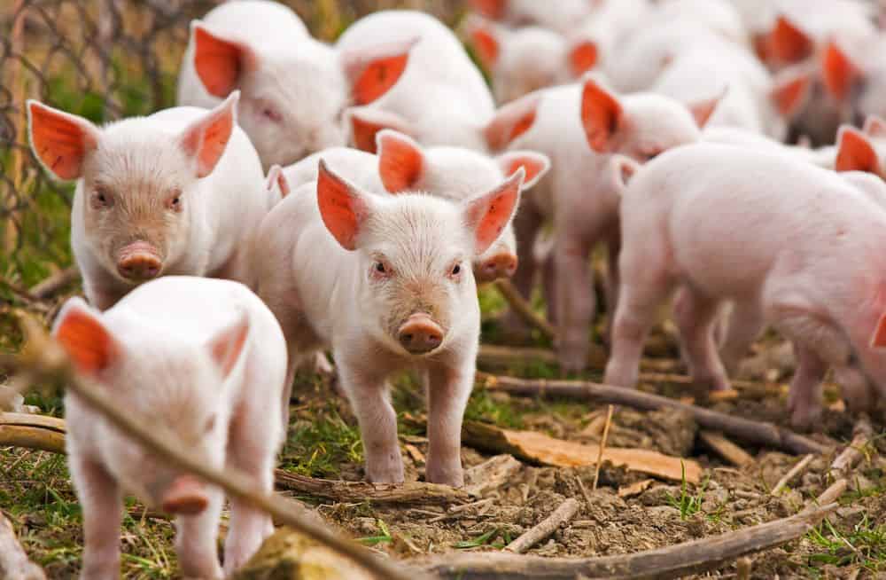 pigs