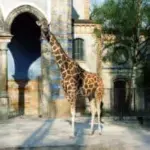 Giraffe-berlin-zoo