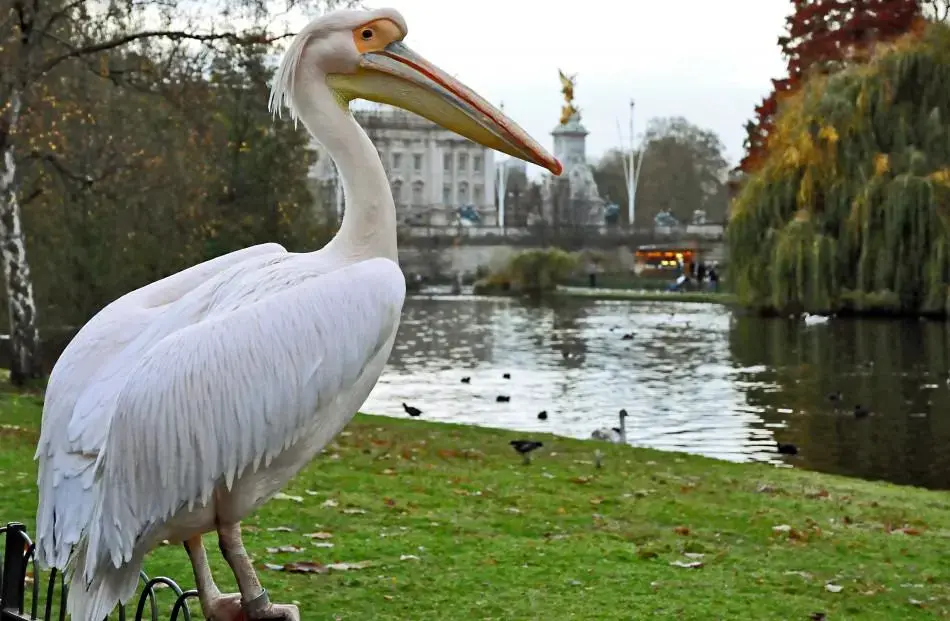 Hyde_Park_Stijn_Van_Langenhoven_291106-950x621