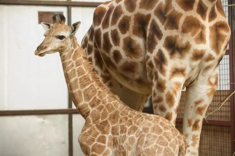 nd1402-feb081-fota-two-giraffe-calves-752x501