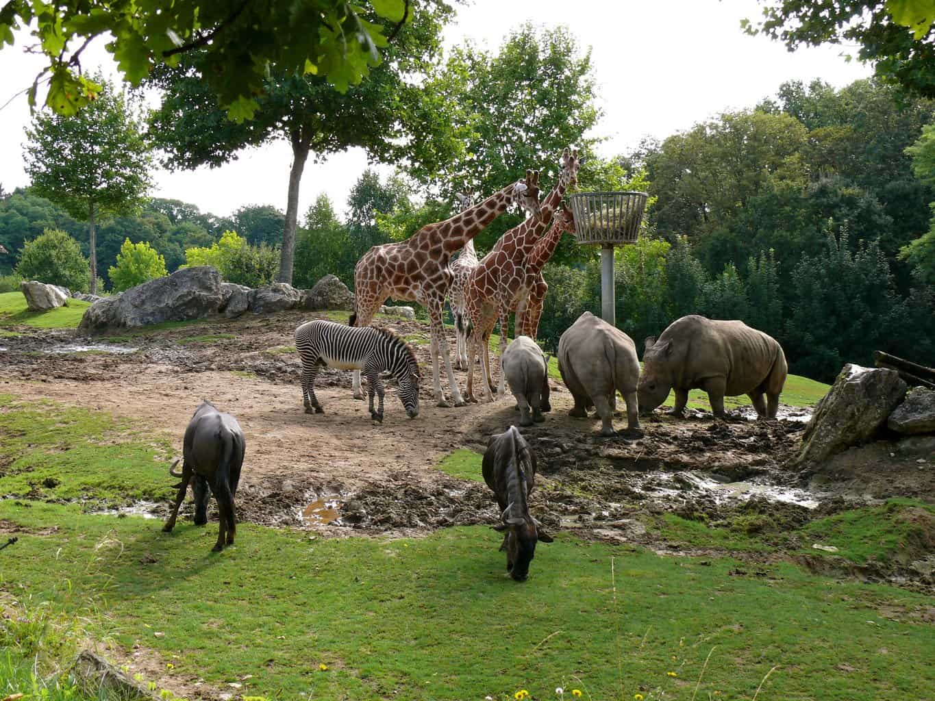 Beauval-1