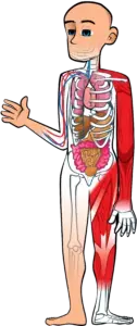skeleton-2-PSD