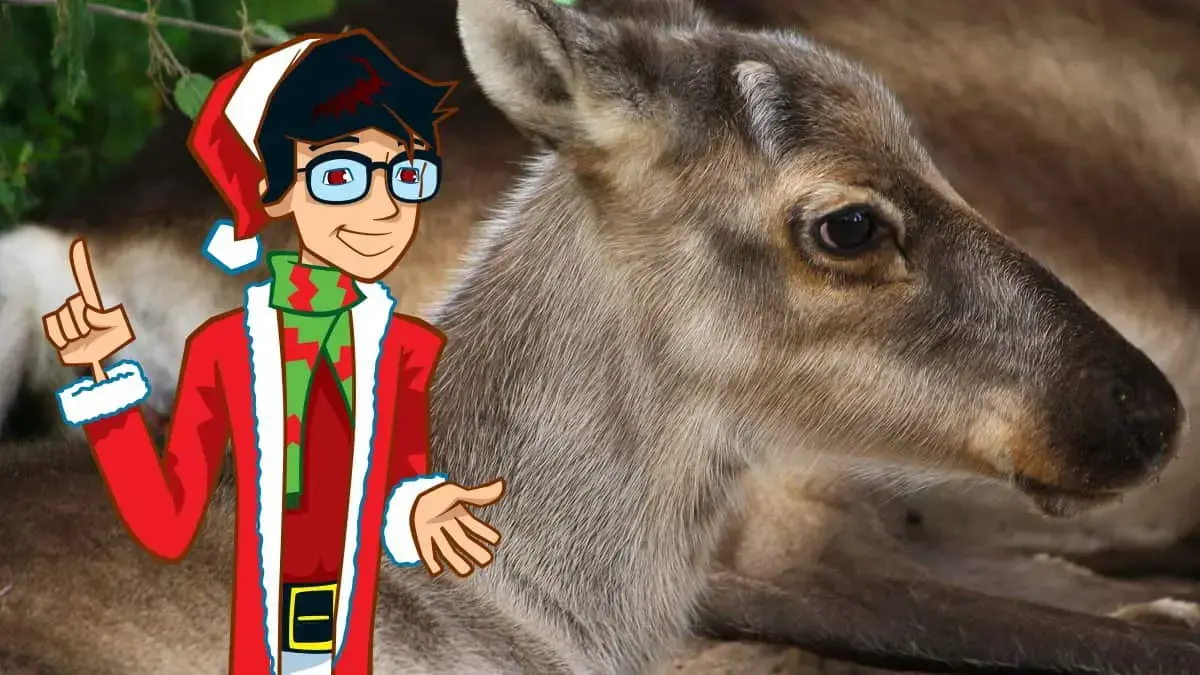 Why does Rudolph have a red nose?