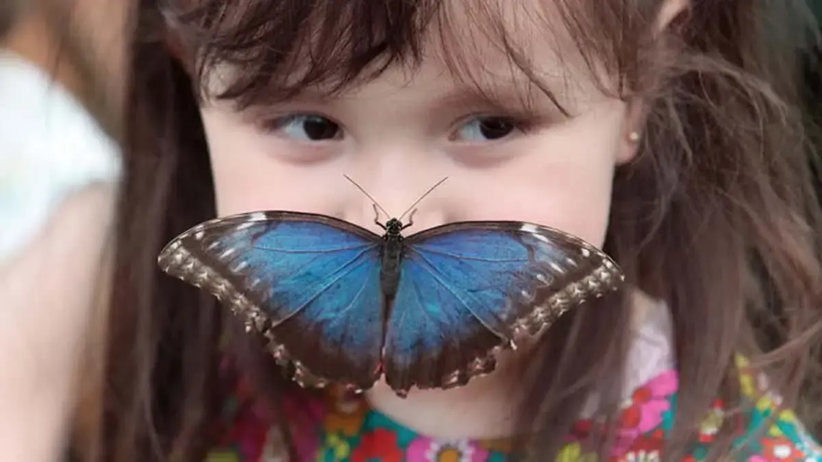 Sensational Butterflies @ Natural History Museum, London