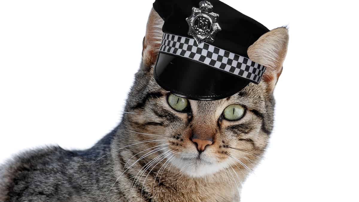 Catcopper.jpg
