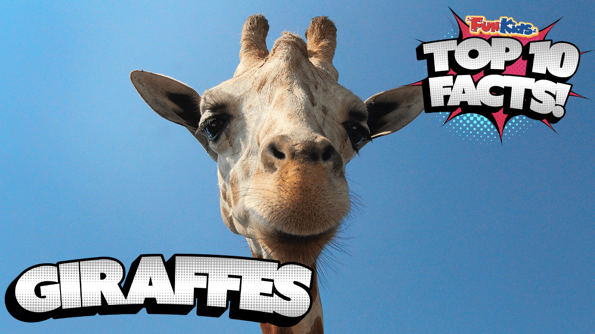 Top 10 Facts About Giraffes! - Fun Kids - the UK's children's radio station