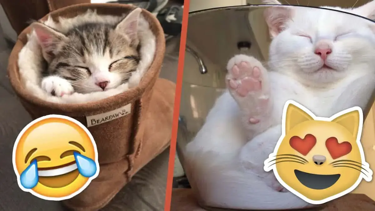 Super cute sleeping cat gallery!