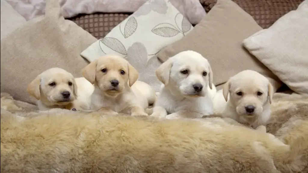 barbie-puppies-2