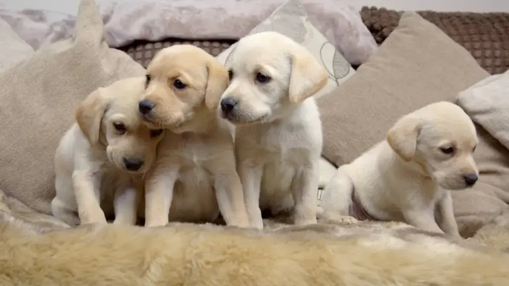 barbie-puppies-3