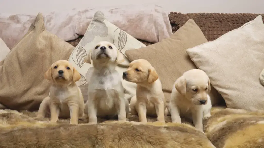 barbie-puppies-4