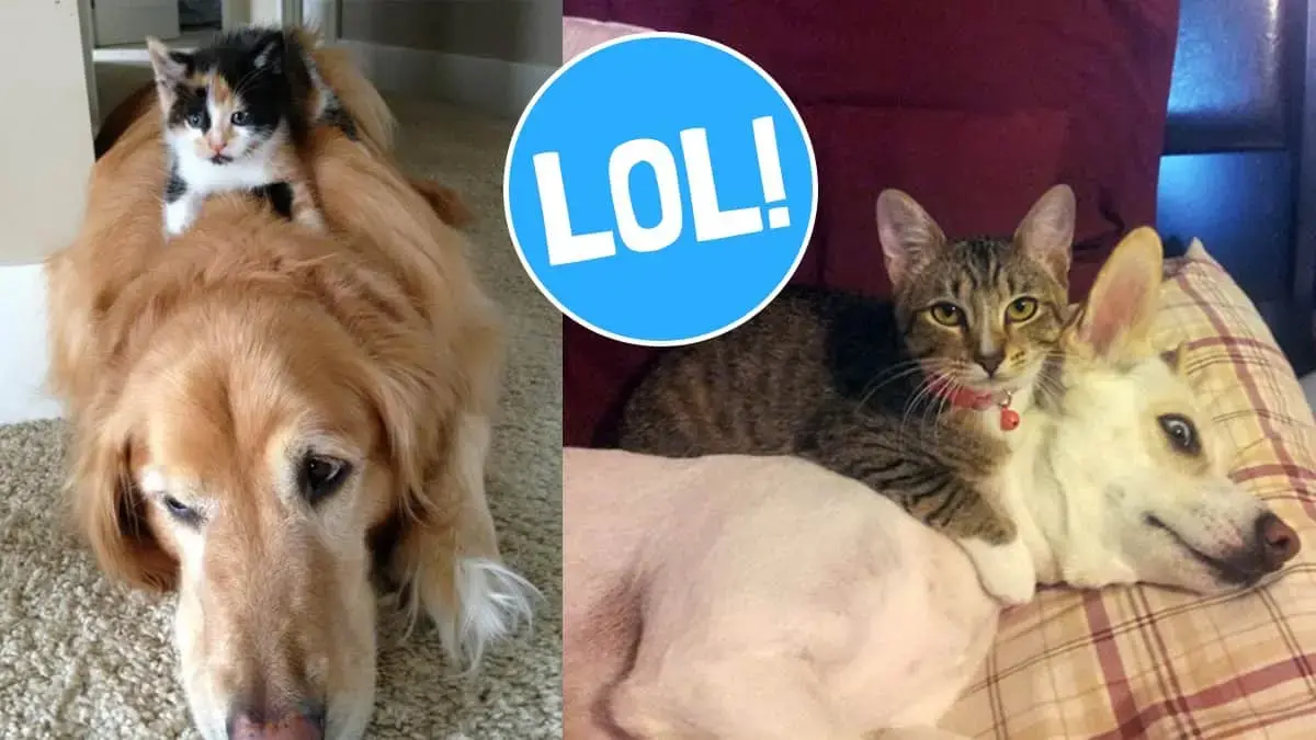 Funny picture gallery of cats sitting on dogs!