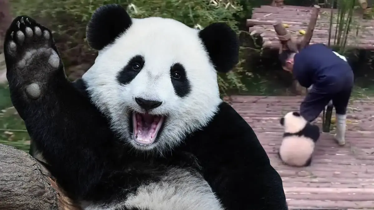 Watch cute panda cling on to keeper’s leg as it wants to play!