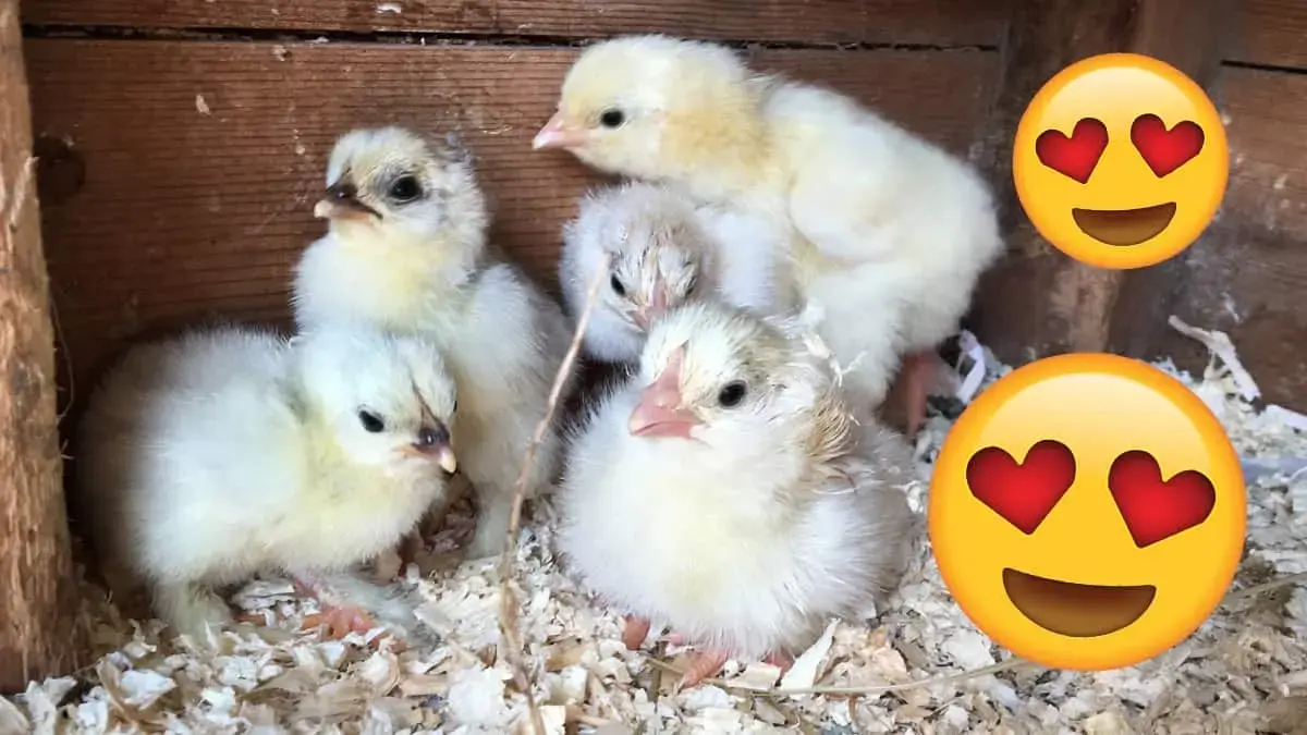 Chicks hatching and little lamb twins in Anna Louise’s Mini Farm update!