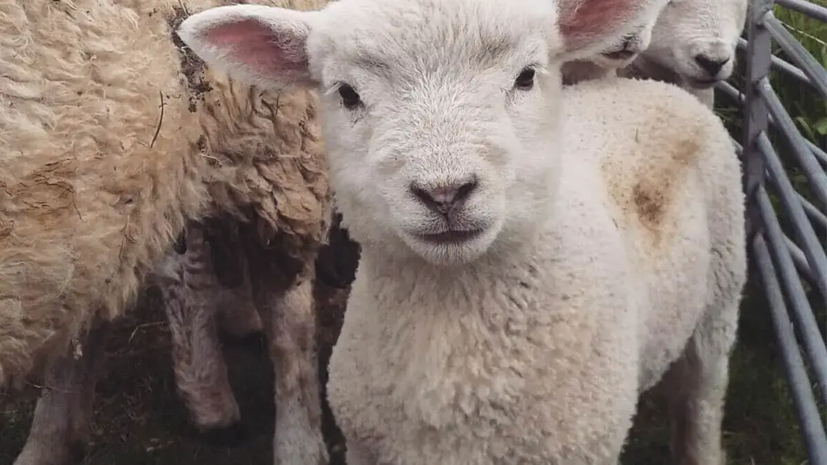 Spring on the mini-farm with Anna-Louise!
