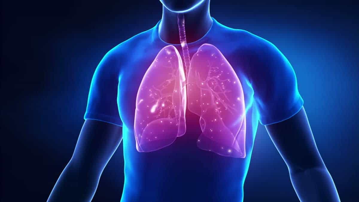 photo of lungs in human body - کامل (مولیزی)