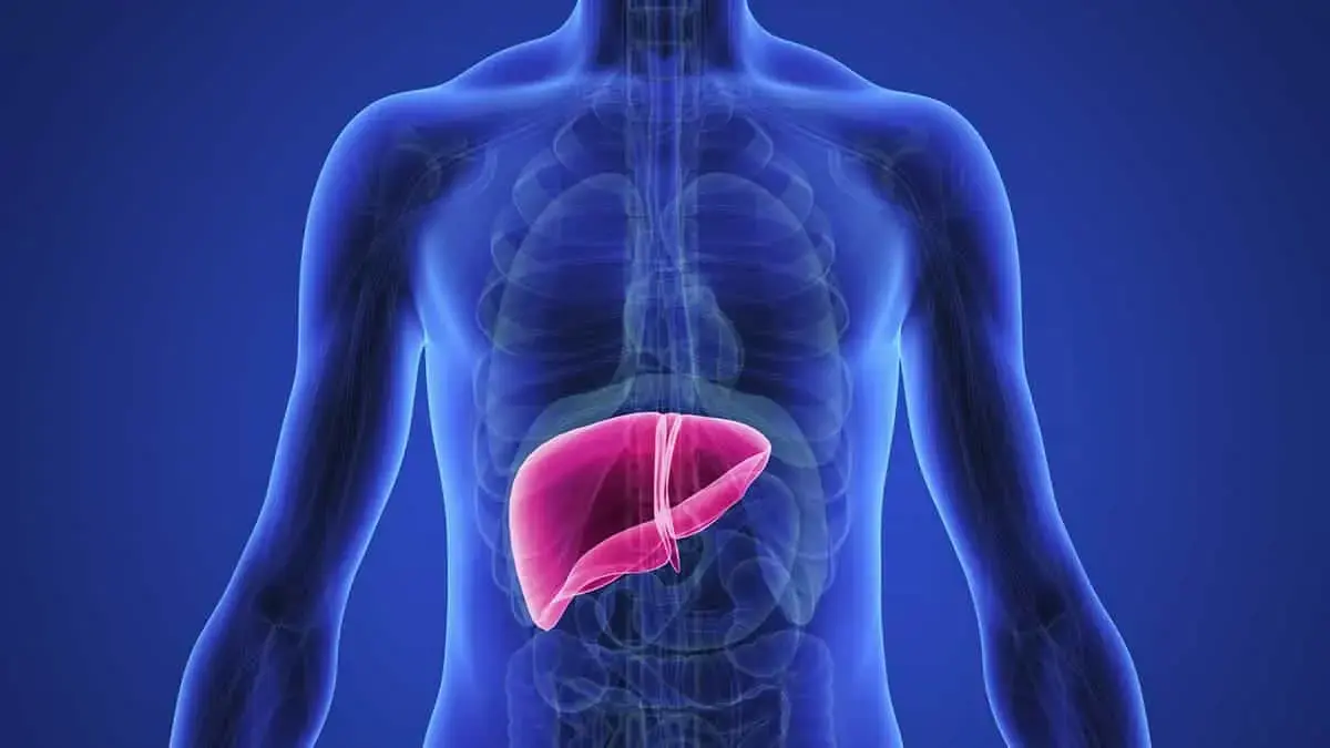Bile, the liver, and pancreas: What are they and what do they do?