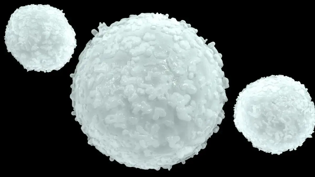 Red and white blood cells: What are they and how do they work?