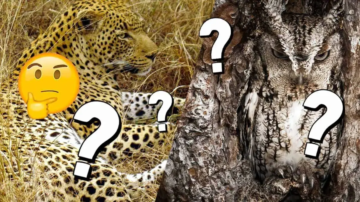 Can you spot the invisible animals hiding in these photos?