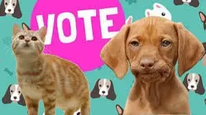 VOTE: Do you have a pet at home?