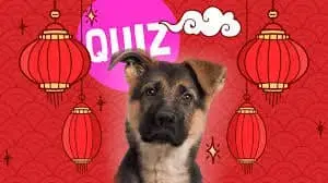 What is Chinese New Year and what Chinese New Year animal am I?