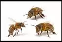 How can I help bees? Join the Great British Bee Count and track bees with Friends of The Earth!