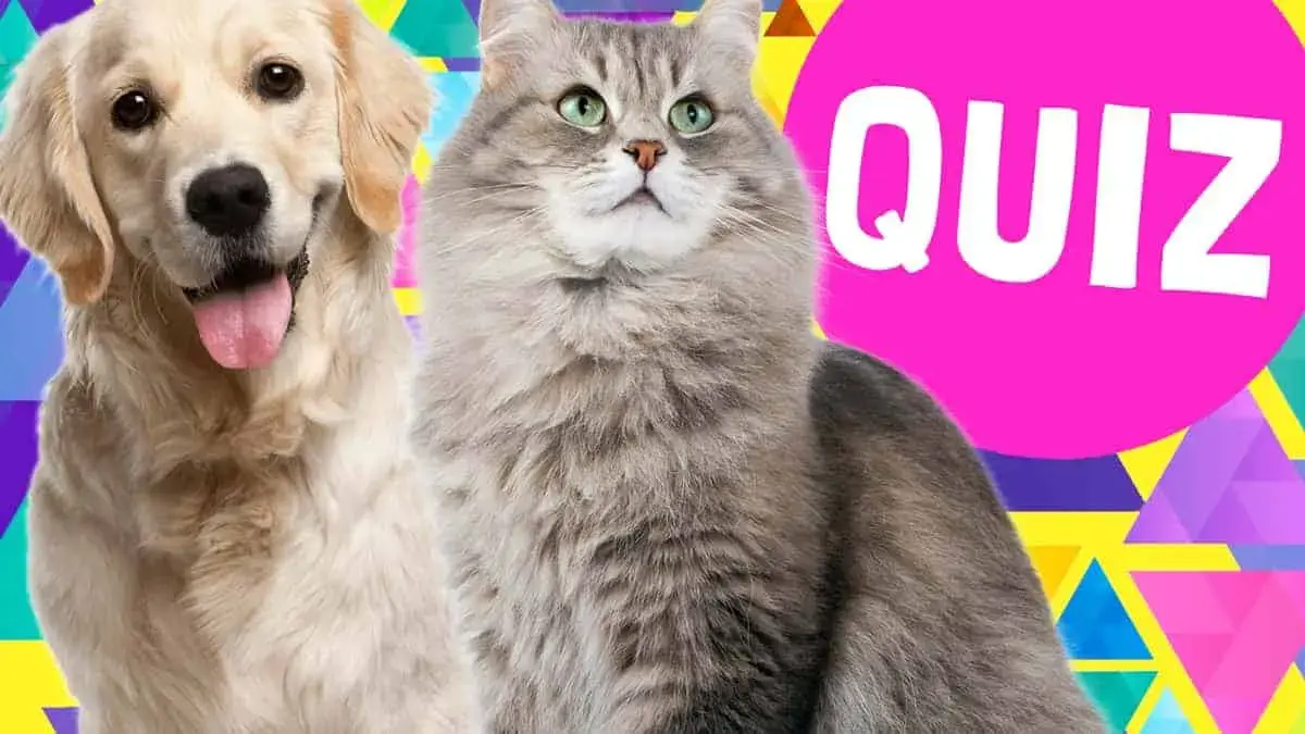 QUIZ: Are you a dog or a cat person?