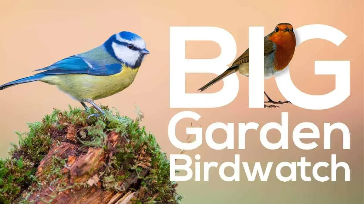 What is birdwatching and how can I participate in RSBP’s Big Garden Birdwatch?