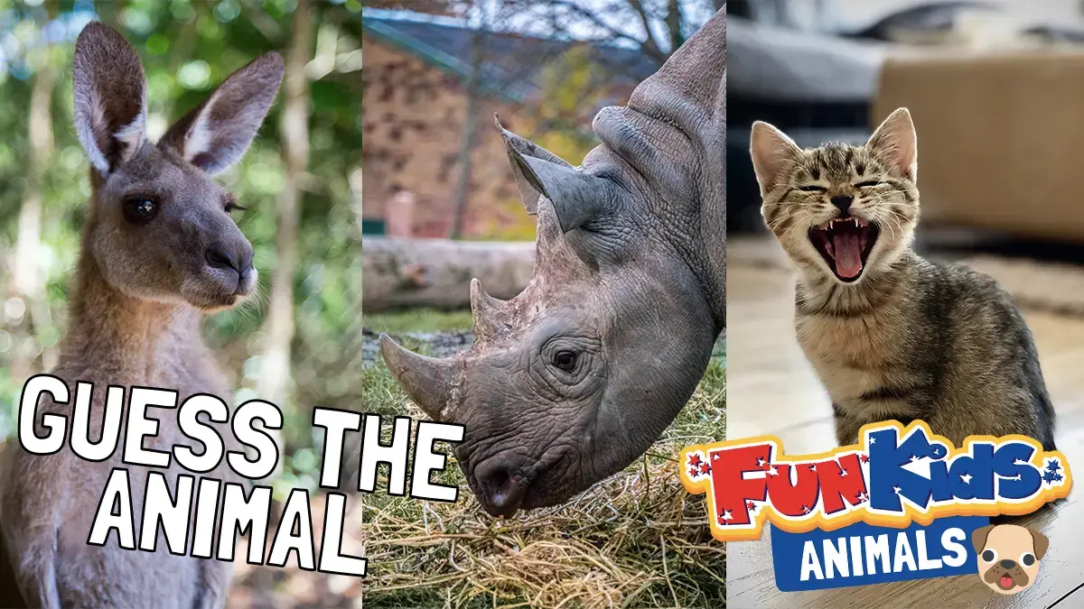 Can you guess all the animals?