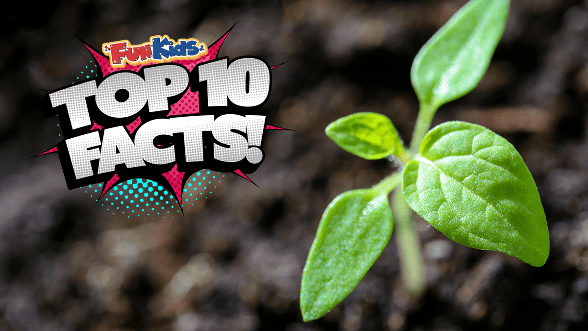 Top 10 Facts About Plants! Fun Kids the UK's children's radio station